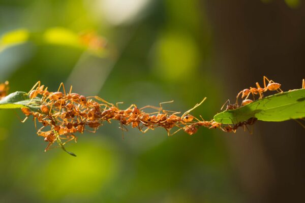 Ant Bridge